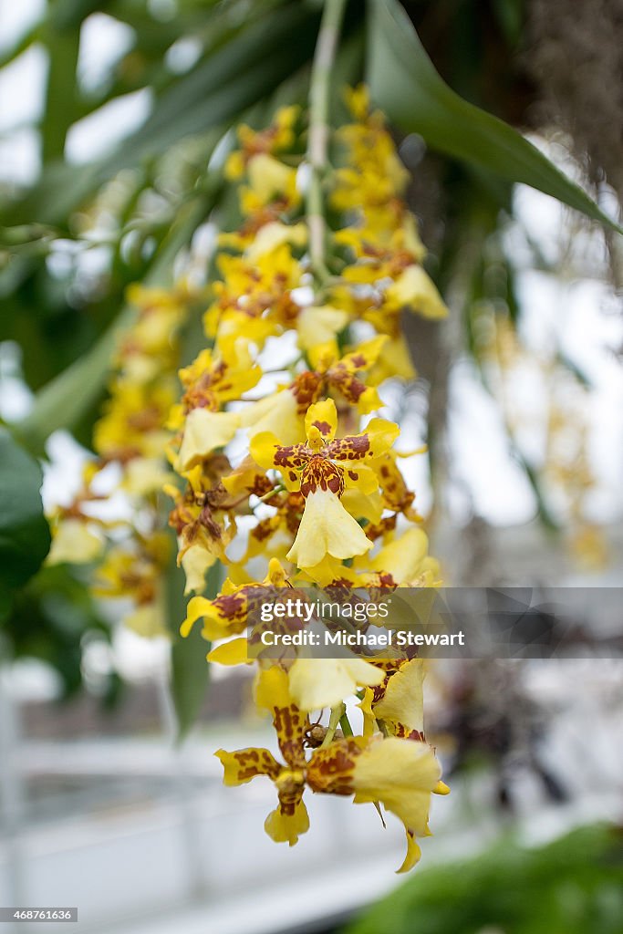 The Orchid Show: Chandeliers