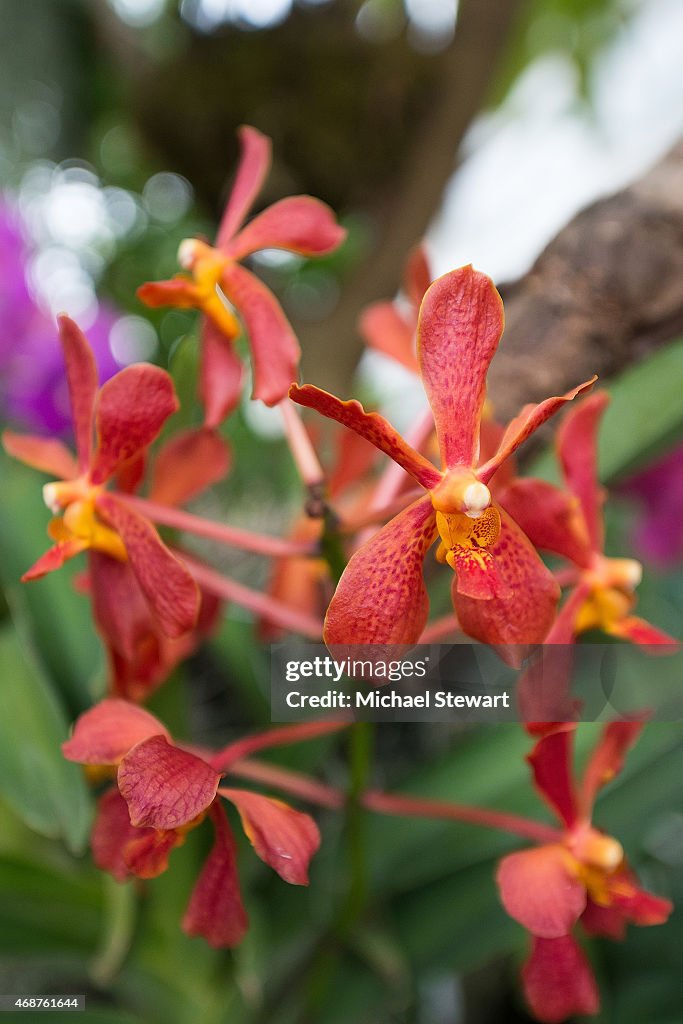 The Orchid Show: Chandeliers