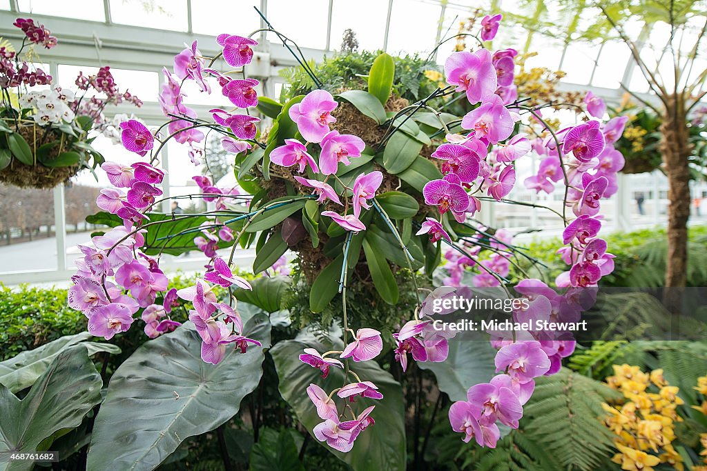 The Orchid Show: Chandeliers