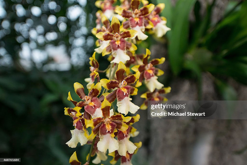 The Orchid Show: Chandeliers