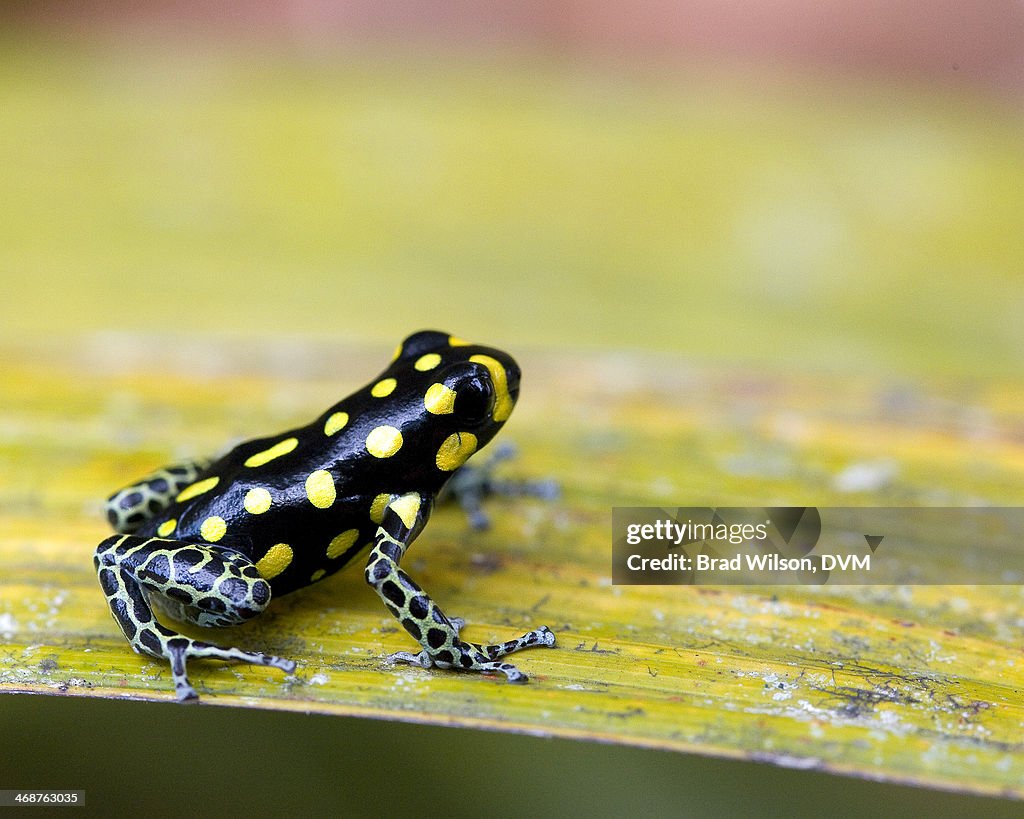 Ranitomeya vanzolinii, Spotted Poison Frog