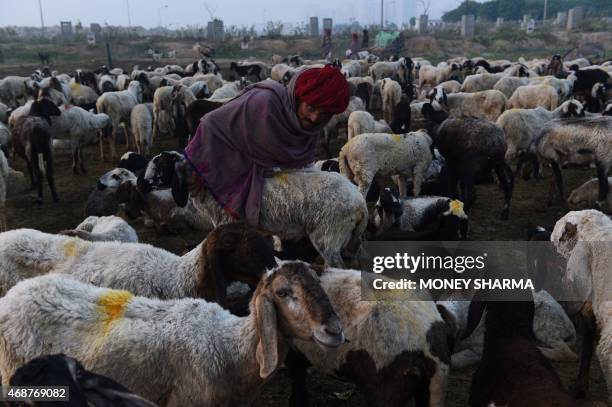 In this photograph taken on March 22 Indian nomadic shepherd Maala Ram milks a sheep at his camp on the outskirts of Faridabad some 30kms from New...