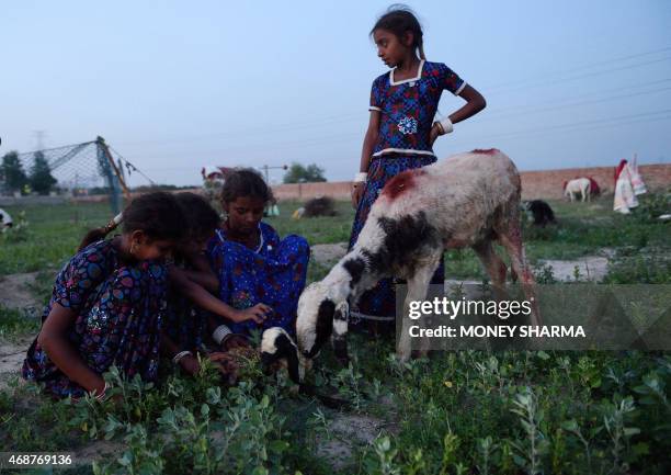 In this photograph taken on March 24 the children of Indian nomadic shepherds Sunder , Mansa , Jheene and Kaali watch over a newborn sheep at their...