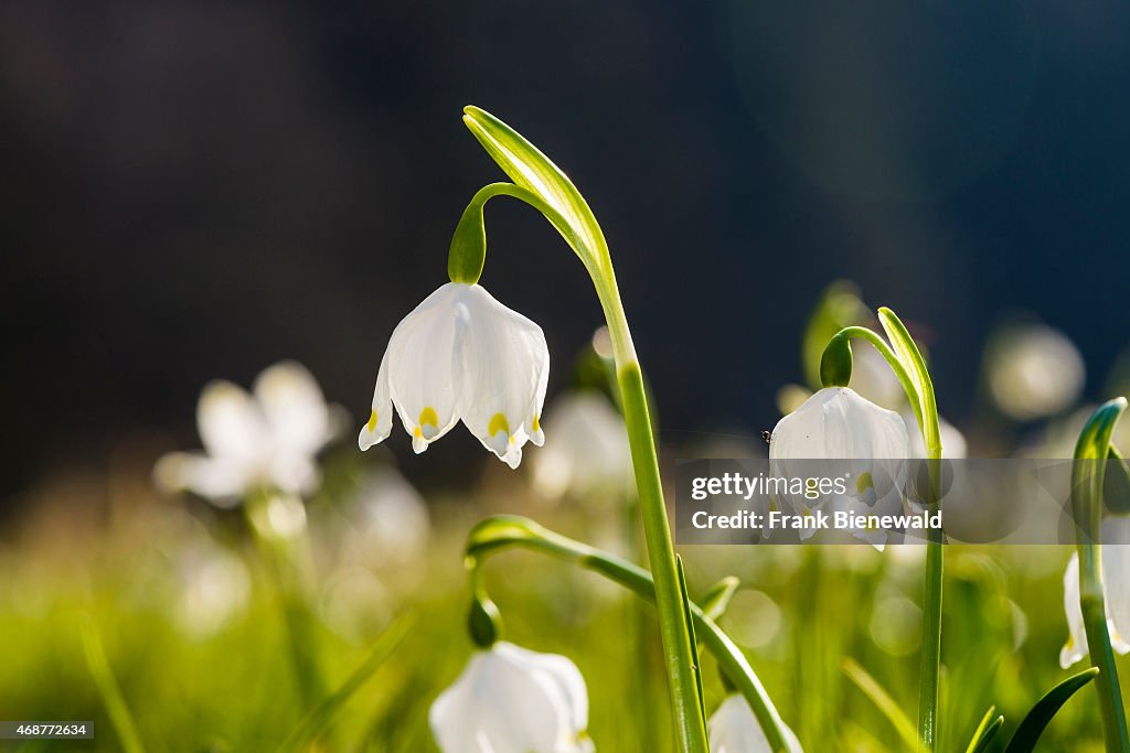 White Snowflakes (lat. Leucojum vernum) are blooming on a...