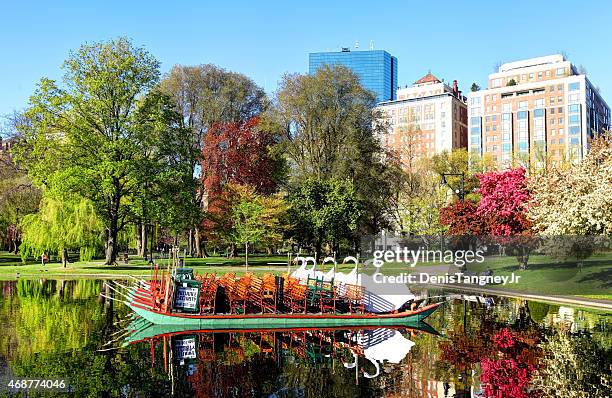 swan boats auf den boston public garden - öffentlicher garten von boston stock-fotos und bilder