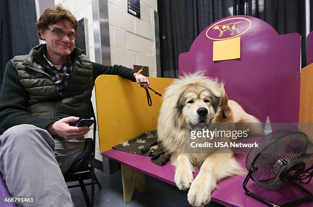 The 138th Annual Westminster Kennel Club Dog Show" -- Pictured: Tibetan Mastiff backstage at Madison Square Garden in New York City on Monday,...