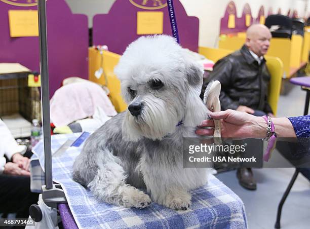 The 138th Annual Westminster Kennel Club Dog Show" -- Pictured: Dandie Dinmont Terrier backstage at Madison Square Garden in New York City on Monday,...