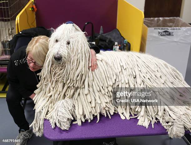 The 138th Annual Westminster Kennel Club Dog Show" -- Pictured: Komondor backstage at Madison Square Garden in New York City on Monday, February 11,...