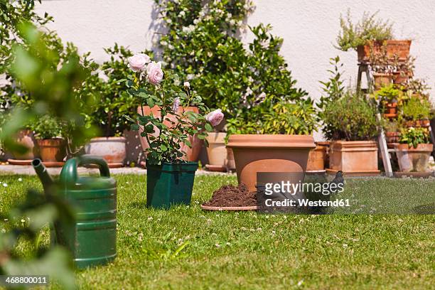 germany, stuttgart, flower pots and english rose on lawn in garden - blumen einpflanzen stock-fotos und bilder