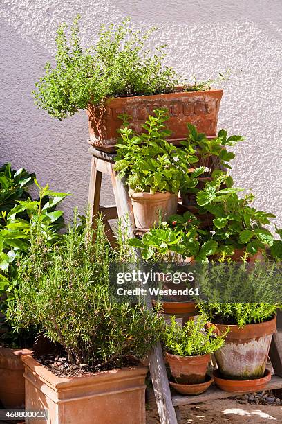 germany, stuttgart, potted herbs in garden - kräutergarten stock-fotos und bilder