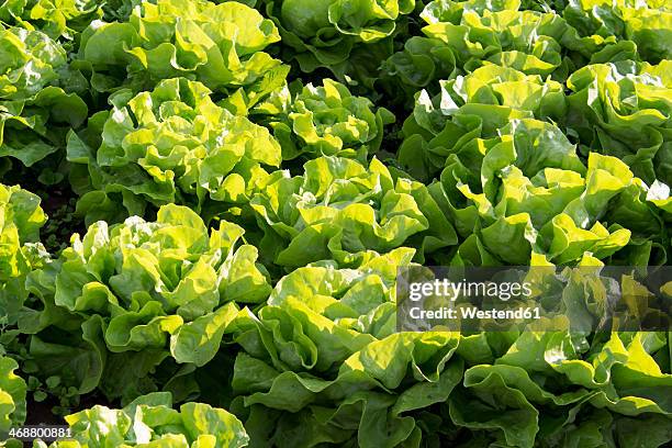 germany, rhineland-palatinate, field, lettuce - alface cabeça de manteiga imagens e fotografias de stock