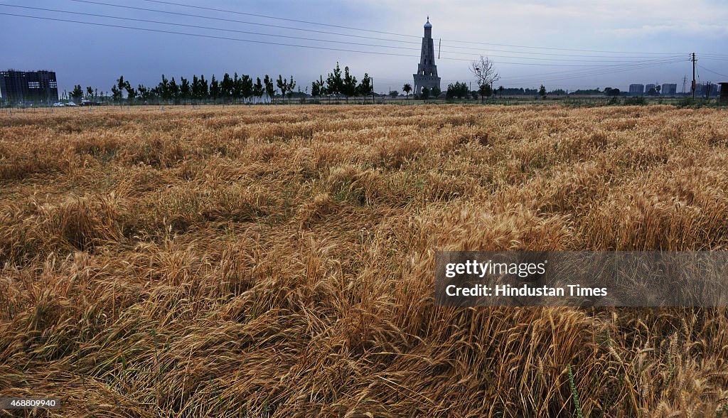 Wheat Crop Damaged Due To Rain