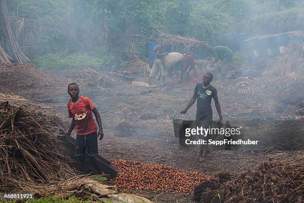 palm oil-produktion in burundi - oil palm stock-fotos und bilder