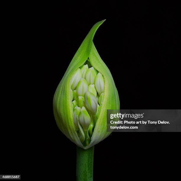 still life, agapanthus bud - afrikas blå lilja bildbanksfoton och bilder