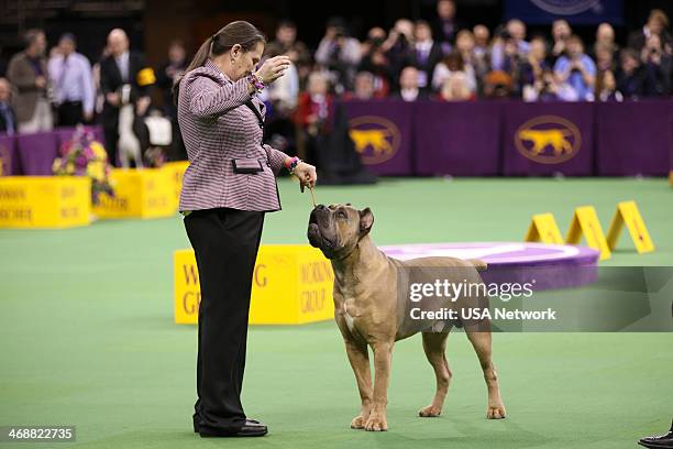 The 138th Annual Westminster Kennel Club Dog Show" -- Pictured: Cane Corso at Madison Square Garden in New York City on Monday, February 11, 2014 --