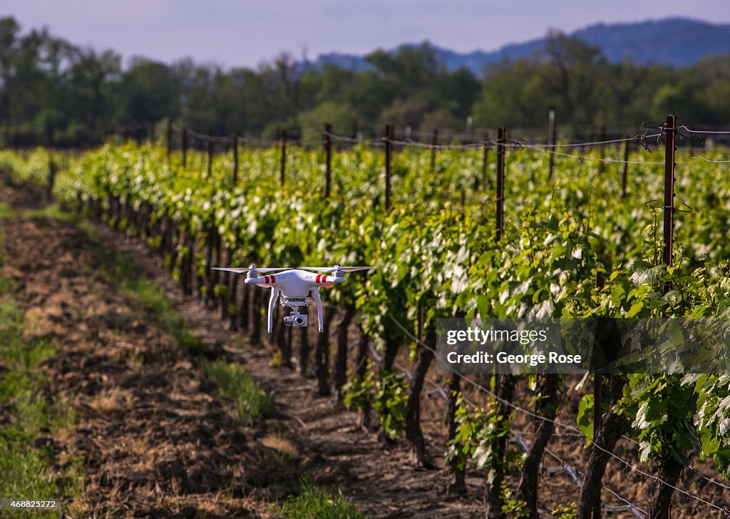 Spring Arrives Early in California Wine Country