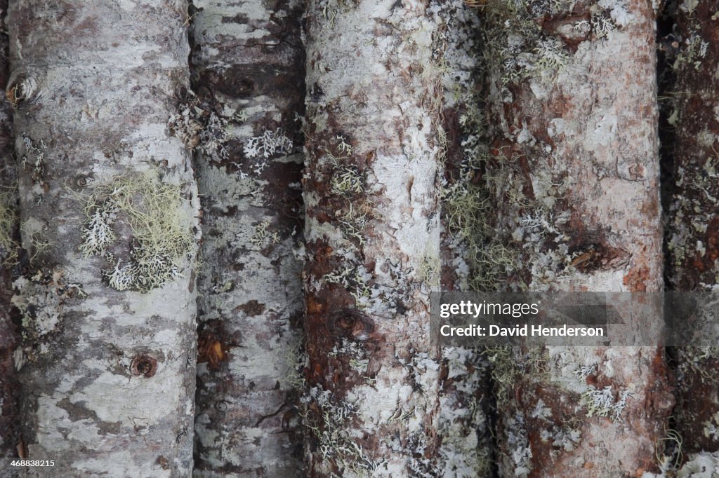Plano aproximado de moss on trees