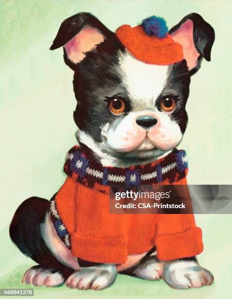 boston terrier - boston terrier sitting stock illustrations