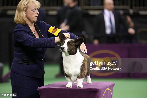 The 138th Annual Westminster Kennel Club Dog Show" -- Pictured: Cardigan Welsh Corgi at Madison Square Garden in New York City on Monday, February...