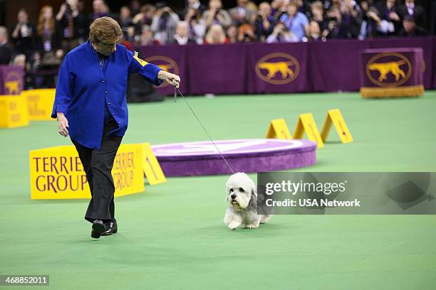 The 138th Annual Westminster Kennel Club Dog Show" -- Pictured: Dandie Dinmont Terrier at Madison Square Garden in New York City on Monday, February...
