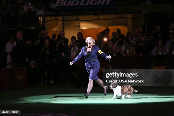The 138th Annual Westminster Kennel Club Dog Show" -- Pictured: Cardigan Welsh Corgi at Madison Square Garden in New York City on Monday, February...