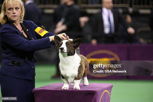 The 138th Annual Westminster Kennel Club Dog Show" -- Pictured: Cardigan Welsh Corgi at Madison Square Garden in New York City on Monday, February...