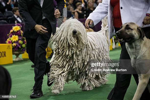 Komondor competes for Best of Group in the Working Group division of the Westminster Dog Show on February 11, 2014 in New York City. The annual dog...