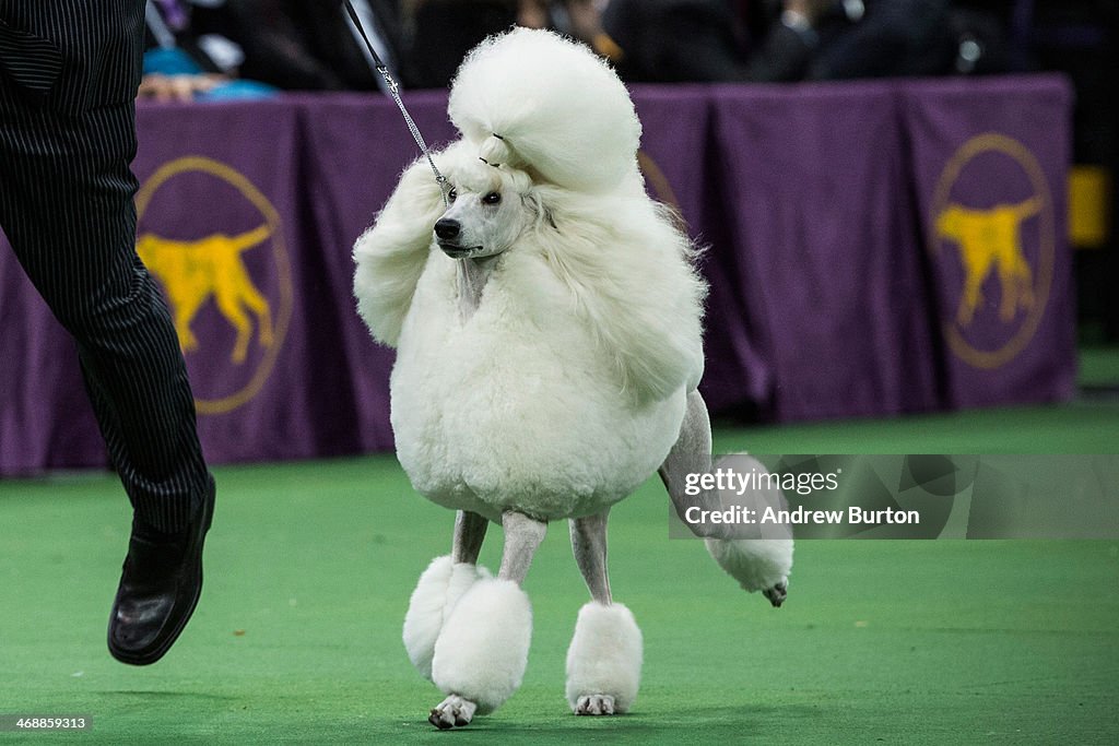Champion Canines Compete At Annual Westminster Dog Show