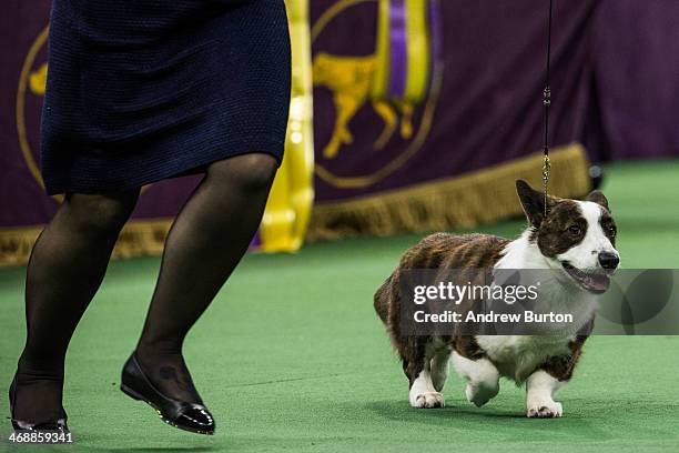 Coco, a Cardigan Welsh Corgi, competes in the Best in Show category in the Westminster Dog Show on February 11, 2014 in New York City. The Best in...