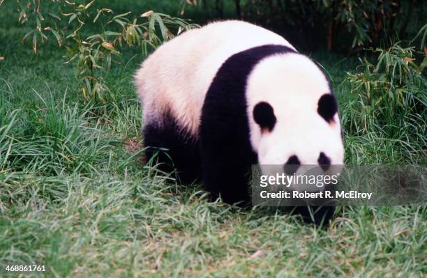 View of a Giant Panda at the Bronx Zoo, New York, New York, April 20, 1987. Two pandas, the 2-year-old Ling Ling and 6-year-old Yong Yong, had...