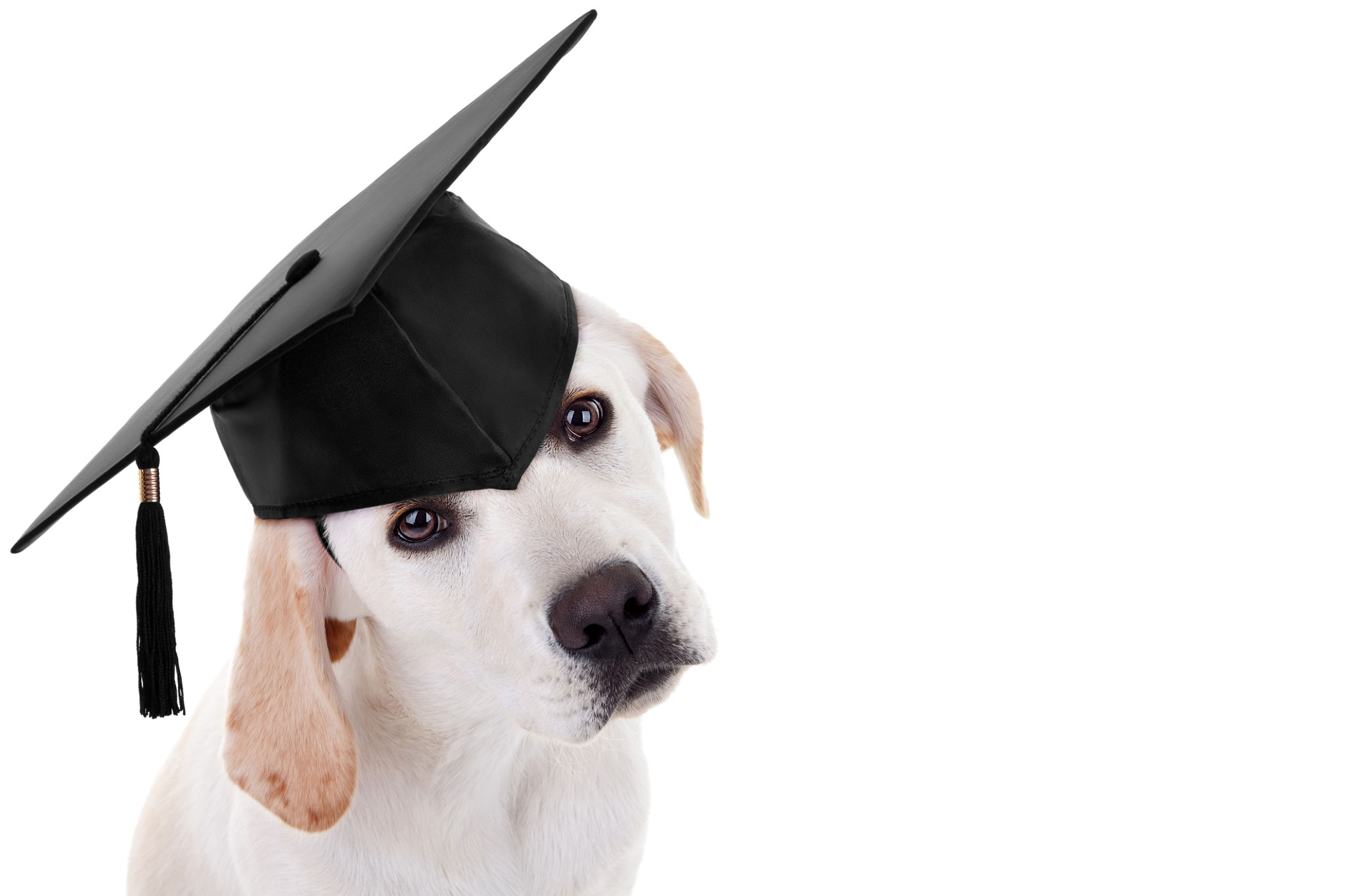 dog training class