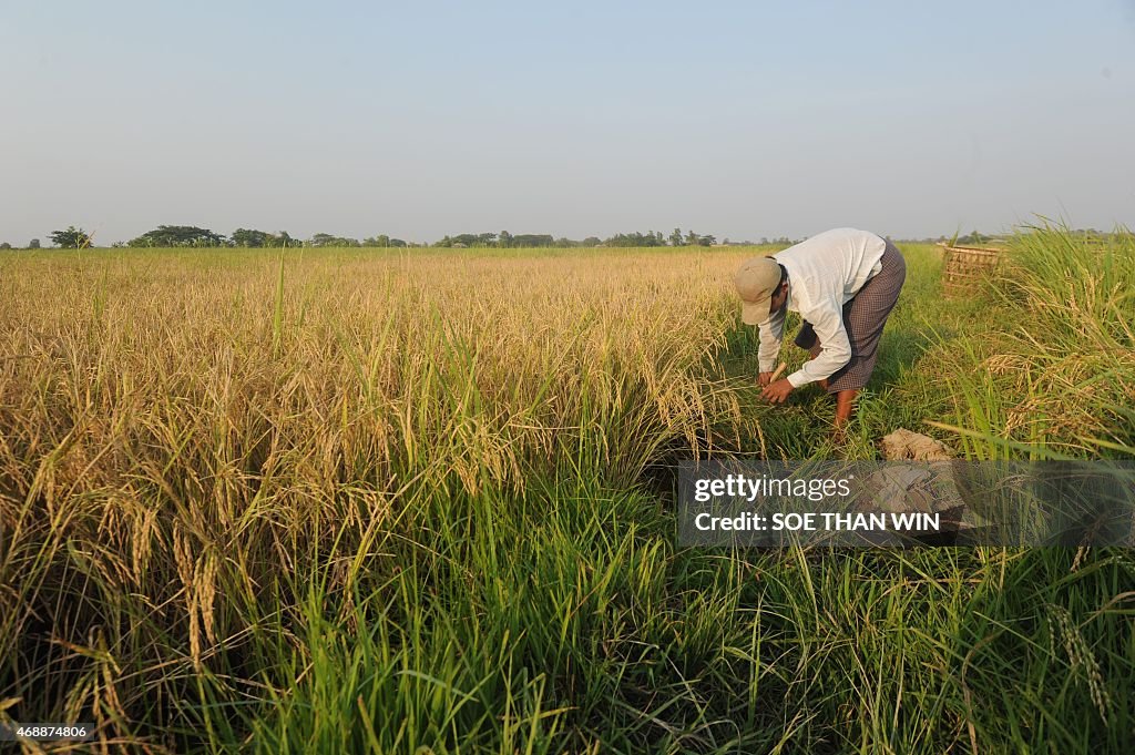 Myanmar Rural Rice To go with Myanmar-lifestyle-economy-rice, FEATURE by Jerome Taylor ...