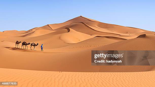 young tuareg with camel on western sahara desert, africa 36mpix - morocco bildbanksfoton och bilder