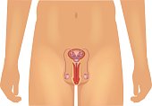 Male reproductive system vector illustration