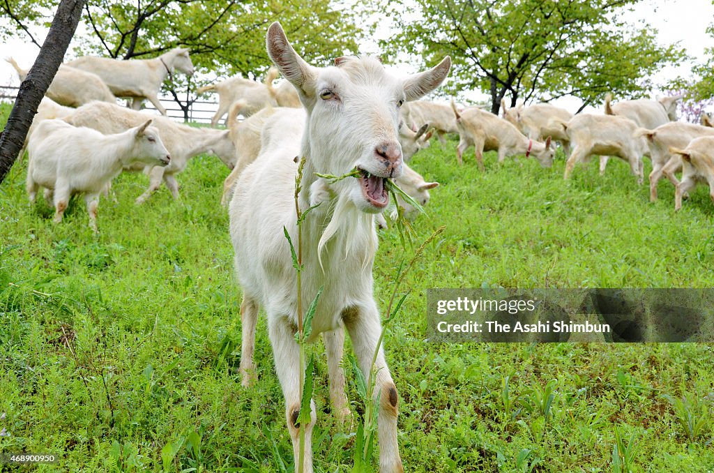 Experiment To Eradicate Weeds Using Goats Restarts