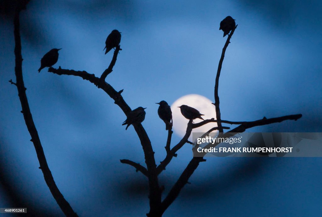 GERMANY-ANIMALS-WEATHER-FEATURE