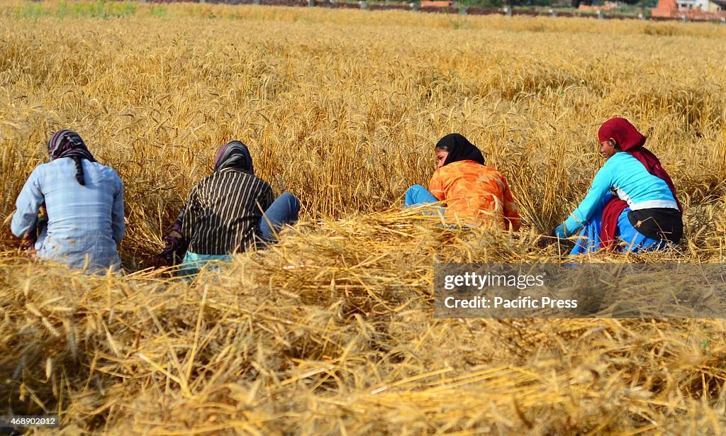 A farmer harvests his wheat crop at a field on the outskirts...