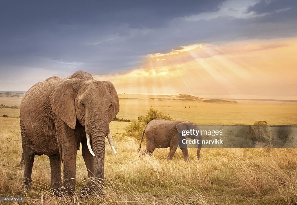 African elephants in sunset light