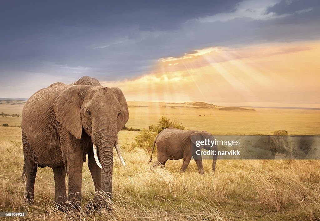 Os elefantes africanos ao por do sol "