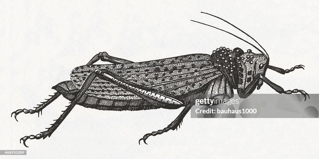Grasshopper Engraving