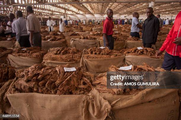 Malawi tobacco is displayed on April 8, 2015 at the Lilongwe Auction Floors during the opening day of the tobacco market. President Peter Mutharika...