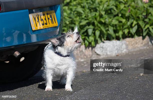 Dog barks as Liberal Democrat Andrew George canvasses in Porthleven on April 8, 2015 in Cornwall, England. The consistency of St Ives, which he has...