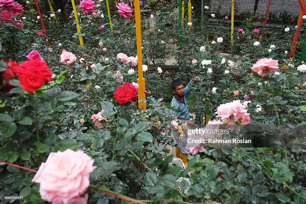 Flowers Are Harvested Ahead Of Valentines Day
