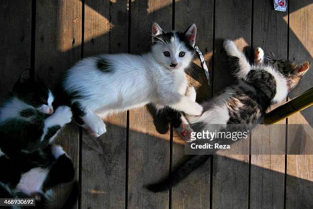 October 5 Sultanahmet District, Istanbul, Turkey. A group of kittens are play on the porch of a restaurant located in the Sultanahmet district.