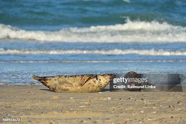 grey seal, halichoerus grypus - kegelrobbe stock-fotos und bilder