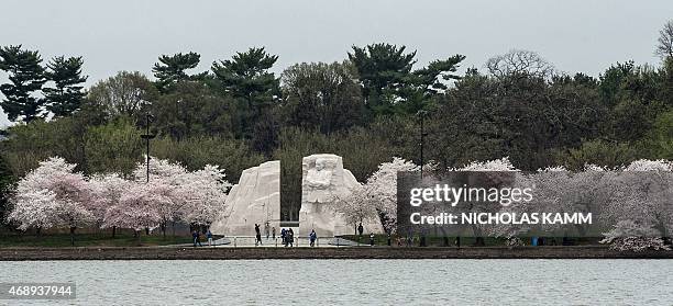 The Martin Luther King Memorial is surrounded by cherry blossoms in Washington on April 8, 2015. The cherry trees around the Tidal Basin, a gift from...