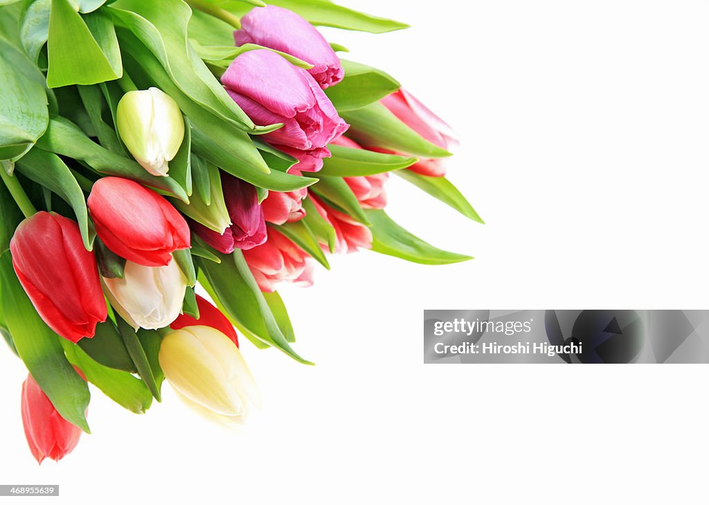 Tulip