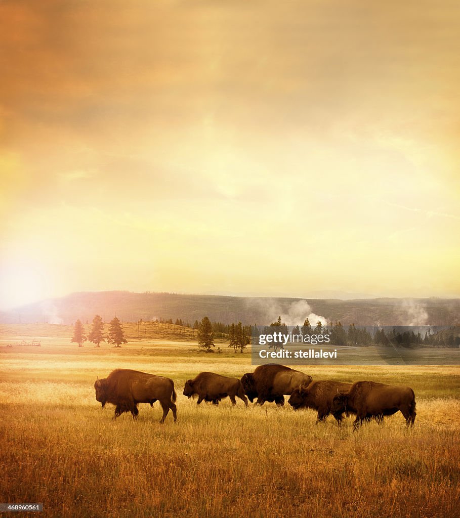 Herd of bisons in Yellowstone