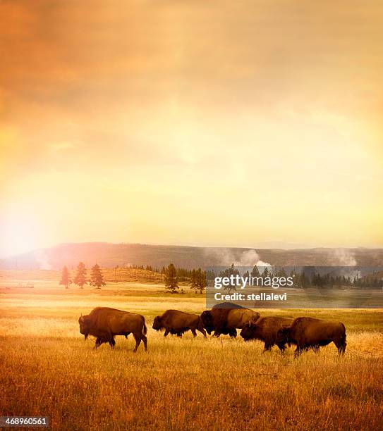 herd of bisons in yellowstone - 放牧 活動 個照片及圖片檔