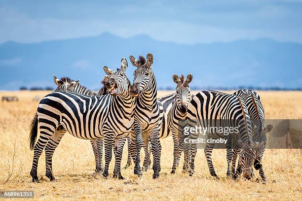 zebras in tarangire national park / tanzania - herd stock pictures, royalty-free photos & images
